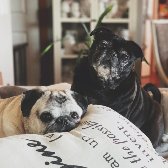 Hi! I’m pugl0ver! Thanks for stopping by! - Picture 2 of 2